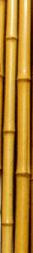 Bamboo
